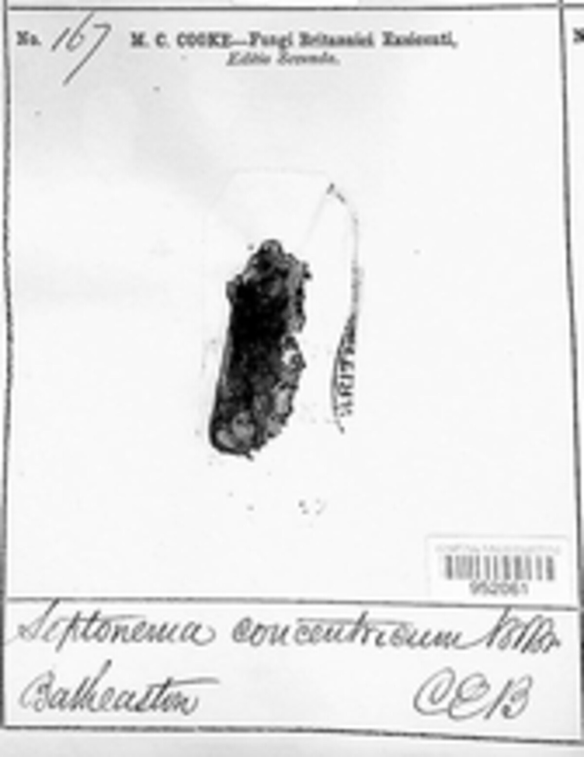 Septonema concentricum image